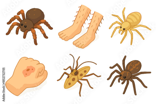 Various spider species, human hand bite, and hairy legs illustration