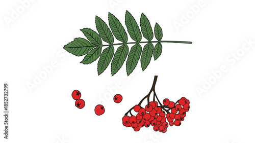 A rowan leaf and berries are depicted against a white background.