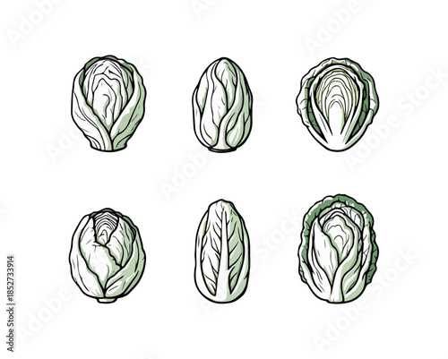 Vegetable illustration set white cabbage and similar varieties on black background
