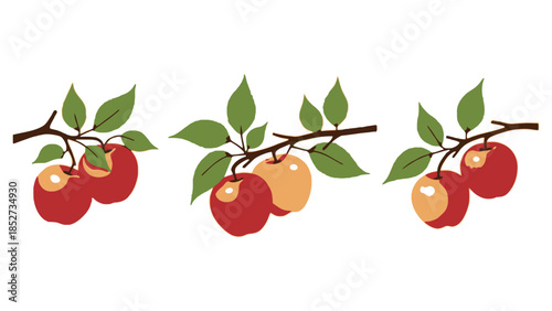 Three branches with ripe apples hanging from them on a white background.