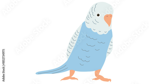 Cute blue budgie bird standing calmly on white background
