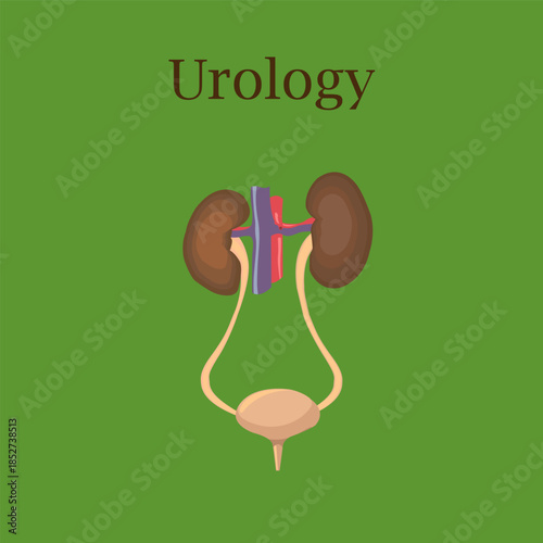The human genitourinary system is depicted on a green background: kidneys, bladder, ureters, and part of the vena cava and aorta.