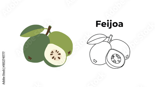 Colorful illustration of Feijoa fruit with leaves and cut open sections