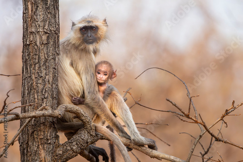Gray langur, or Hanuman langur