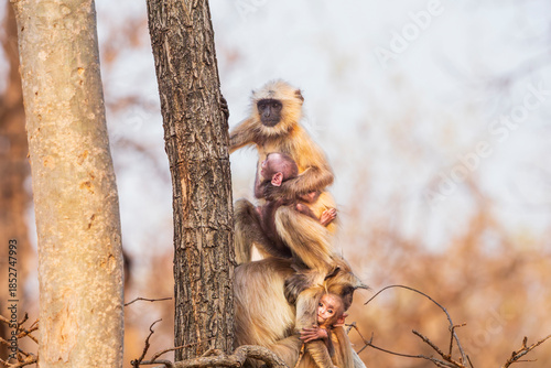 Gray langur, or Hanuman langur