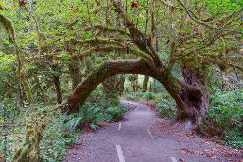 Unique arching tree forming a natural tunnel over a hiking path in Olympic National Park, Washington State, USA