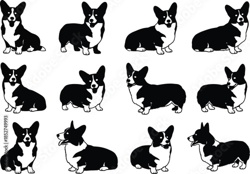 Black and white illustrations of multiple corgi dogs in different sitting positions and poses