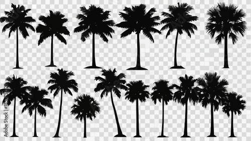 palm tree silhouettes