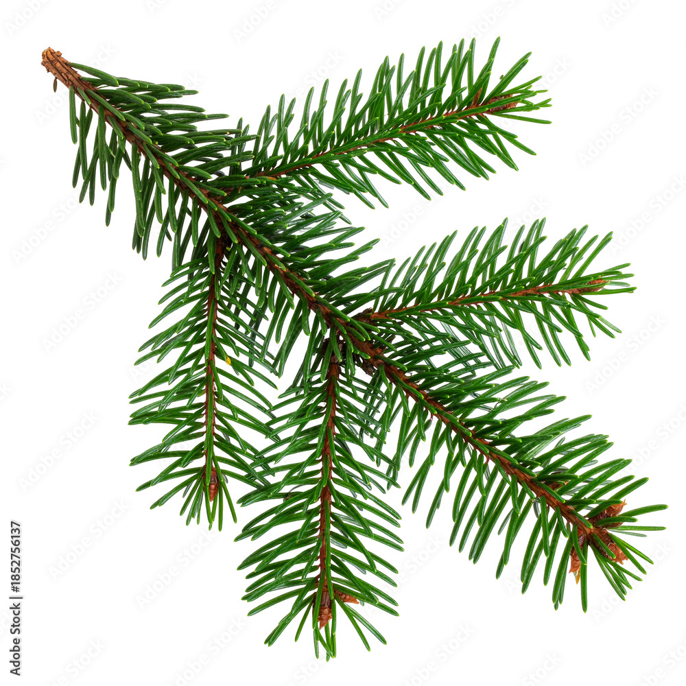 Fototapeta premium Fresh green conifer branch isolated on transparent background.