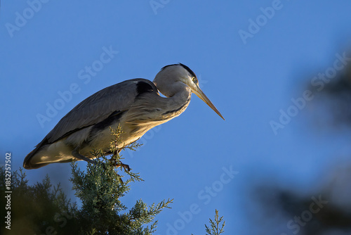 Grey heron perched high in a tree in the morning light