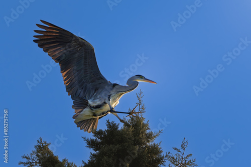 Grey heron perched high in a tree in the morning light