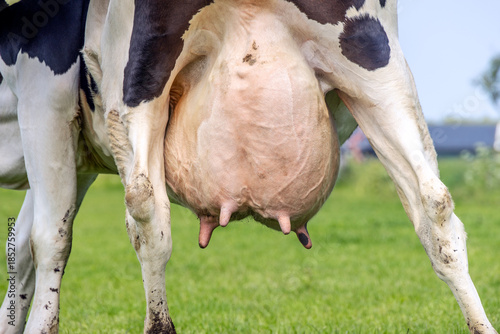 Quadro su tela Cow udder and teat close up, soft pink and large veins, big udders full of milk