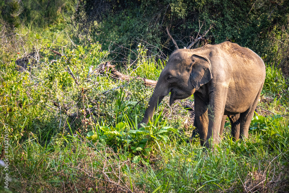 Fototapeta premium elephants, indian elephants, minneriya national park, minneriya, sri lanka, ceylon, safari, wildlife