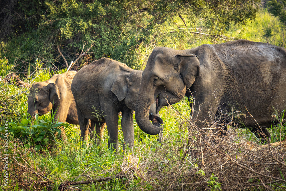 Obraz premium elephants, indian elephants, minneriya national park, minneriya, sri lanka, ceylon, safari, wildlife