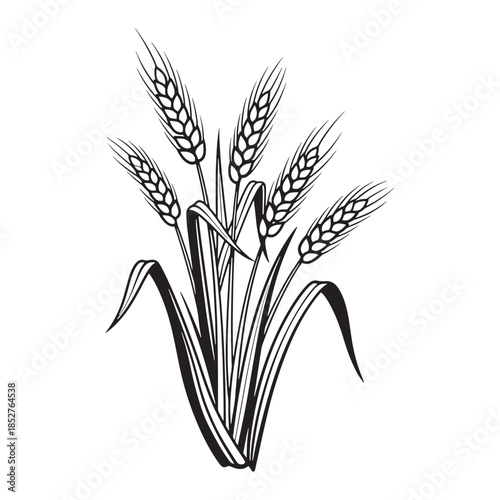 
This elegant image features a delicate, black-and-white illustration of a bundle of wheat stalks. The design highlights the beauty of nature with fine lines that depict the grains, leaves, and stems 