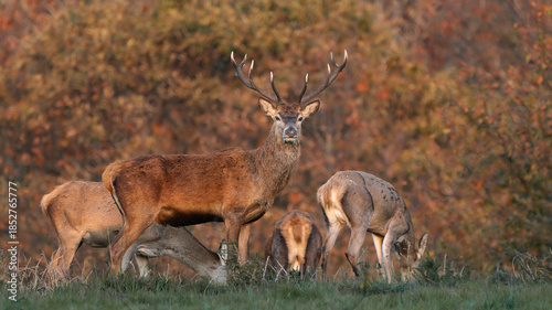 Red Deer Stag with Hinds During Autumn Rut