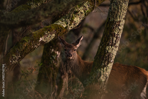 Elusive Red Deer Hind Among Mossy Trees