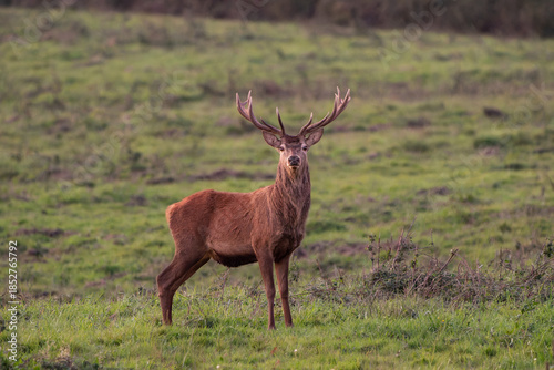 Alert Red Deer Stag in Natural Grassland