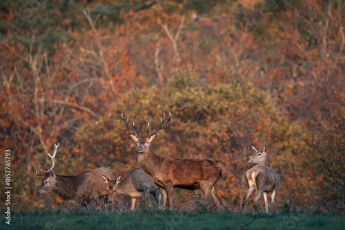 Red Deers Resting at Forest Edge in Autumn Colors