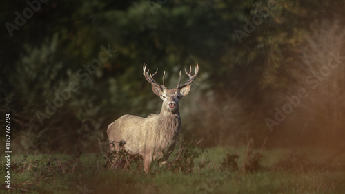 Red Deer Stag Emerging from Forest Clearing