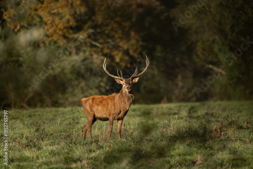 Majestic Red Deer Stag in Soft Autumn Light
