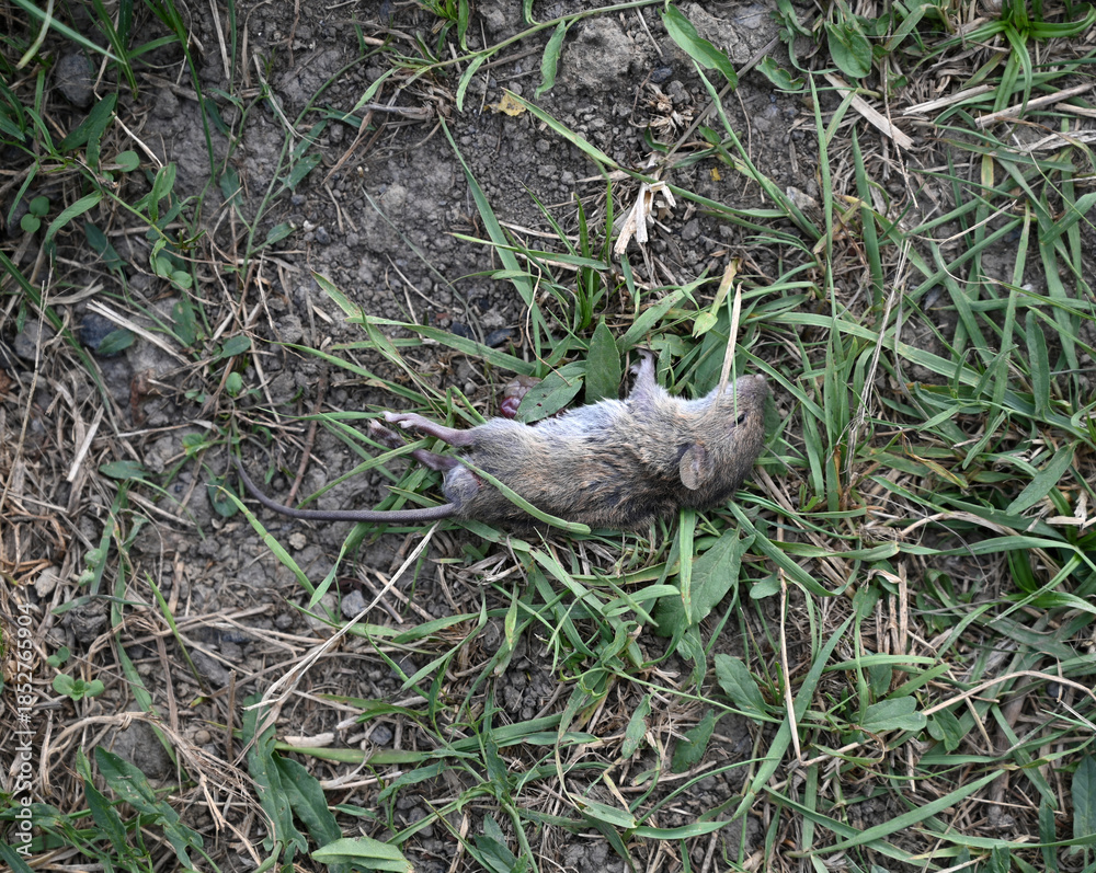 Fototapeta premium Deceased Rodent in Natural Ground Cover