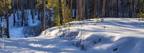 Foto Snowy hillside with trees in the background