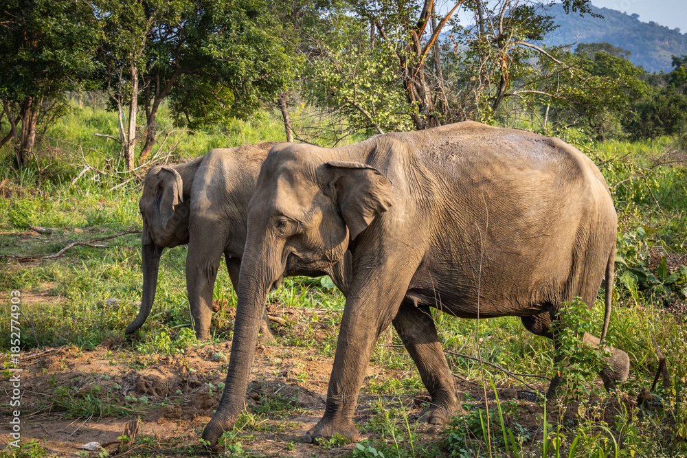 Fototapeta premium elephants, indian elephants, minneriya national park, minneriya, sri lanka, ceylon, safari, wildlife
