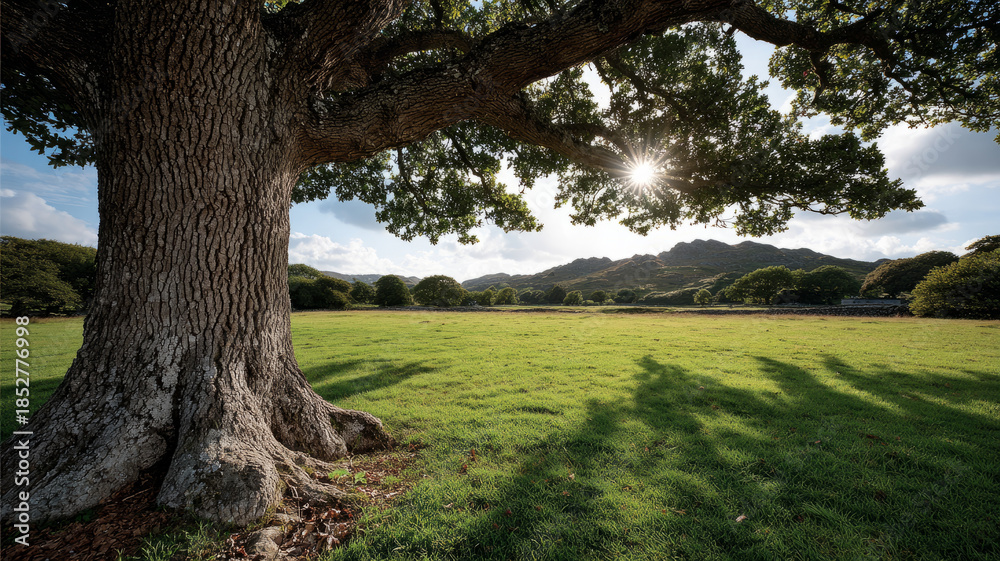 Fototapeta premium Large oak tree in a sunlit grassy field.