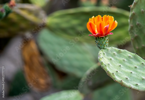 Green opuntia cacti with blooming red flowers and fruits.