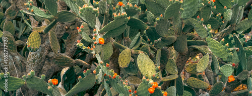 Green opuntia cacti with blooming red flowers and fruits.