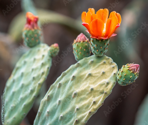 Green opuntia cacti with blooming red flowers and fruits.