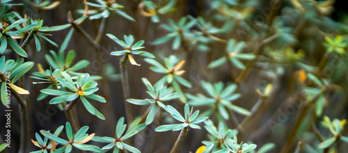 A bushes of Euphorbia balsamifera, exotic plants with green leaves.