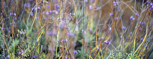 A floral background with wild flowers and herbs growing on a field.