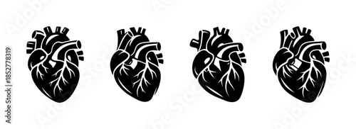 Heart anatomy, flat vector illustration, medical, biological art designs