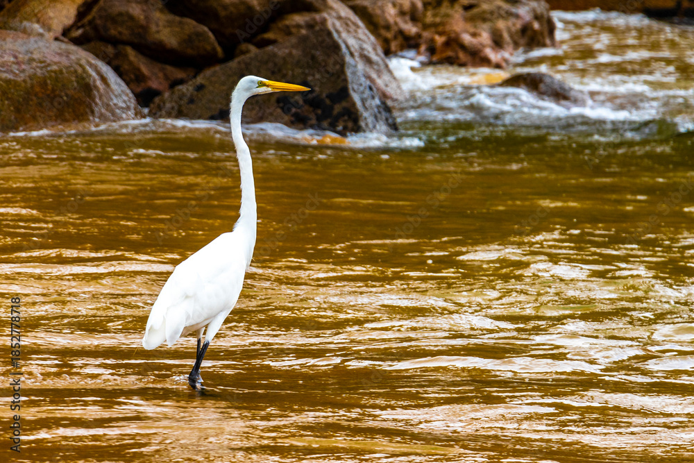 Obraz premium Great white common heron egret standing at the beach Brazil.
