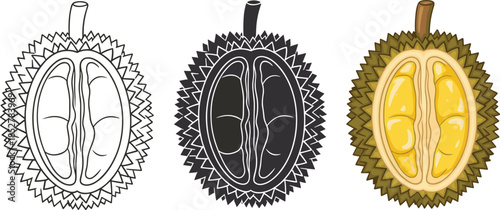 Durian fruit cut in half, outline, silhouette and color version isolated on white background tropical fruit with a strong smell and unique taste