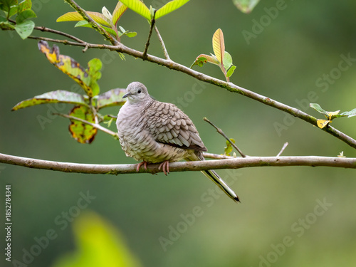 Inkatäubchen (Columbina inca)