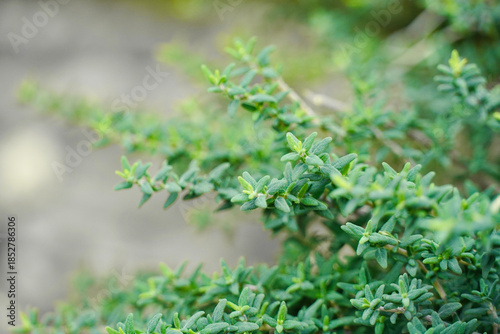 Lush Thyme Foliage (Thymus vulgaris) with Soft Bokeh Background in Home Garden