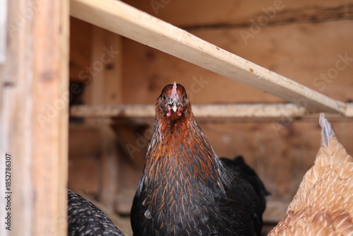 Canvas Print Adult domestic chicken (Gallus gallus domesticus) standing alert inside a wooden coop