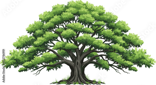 Majestic Old Oak Tree Illustration with Wide Spreading Canopy and Strong Trunk Isolated on White Background for Nature and Landscape Design Vector Content