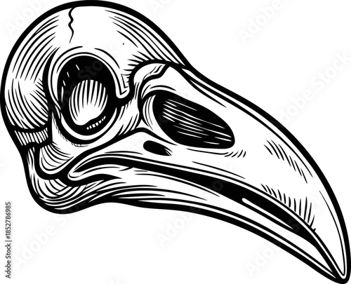 Vintage bird skull illustration stylized crow or raven head with long beak, monochrome line art engraving tattoo design