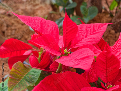 Bright red Poinsettia plant blooming outdoors, perfect for Christmas and Nw Eve, festive winter garden themes.