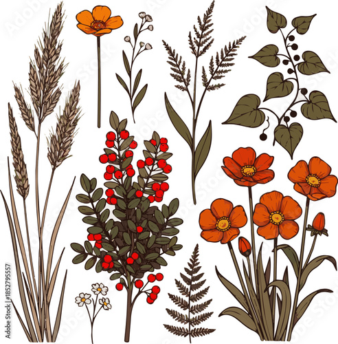 Create a kinds of deferent Composition of plants and flowers in autumn, vector art with white background.