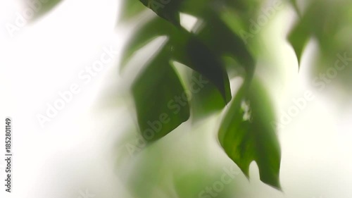Nature abstract leaves tropical background, exotic leaf blurred backdrop, isolated on white. Slow motion. Jungle backdrop. Natural environment floral design concept, slow motion 