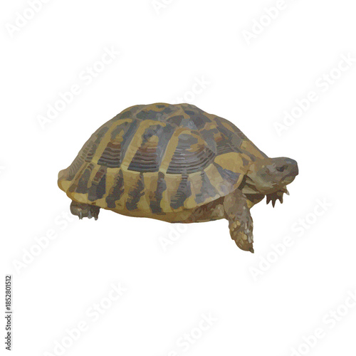 A turtle with a striped shell moves slowly on a white background from a side viewpoint