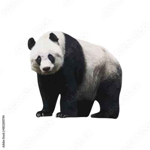A giant panda standing on a white background, viewed from the side, showcasing its black and white fur