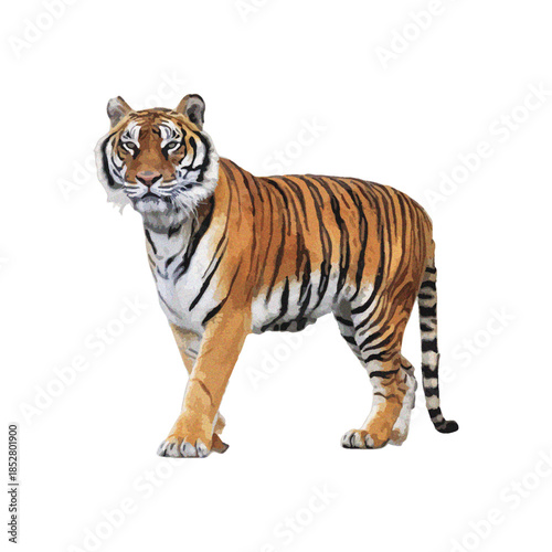 Majestic tiger standing proudly in the wild, captured from a frontal viewpoint