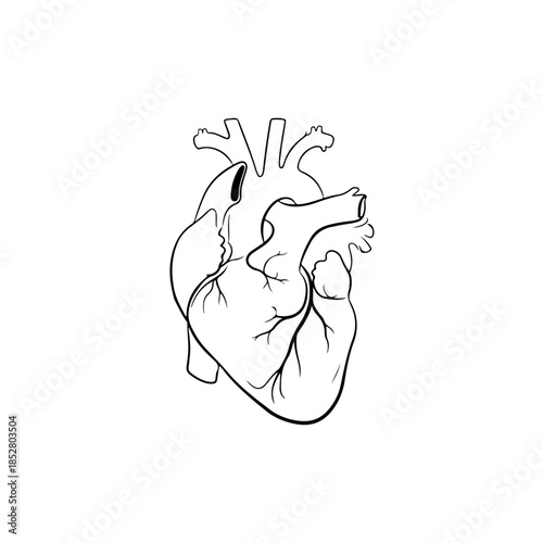 Heart anatomy illustration isolated on transparent background