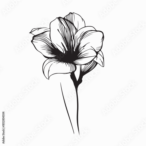 Amaryllis Vector Images. Black and White Amaryllis Vector Images